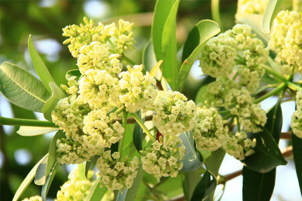 Hà Nội đẹp trong những mùa hoa sưa 
